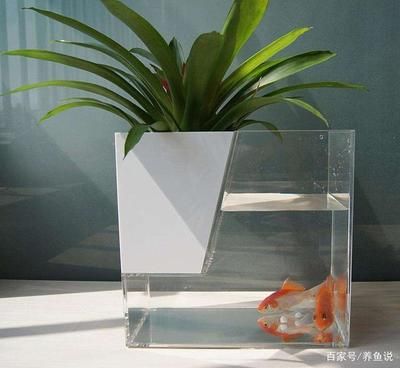 玻璃鱼缸寿命
