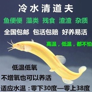 大鱼缸怎么清理粪便：大鱼缸清理鱼缸粪便的方法清理鱼缸粪便的方法是什么 鱼缸百科 第1张