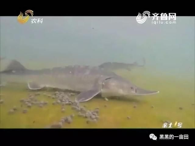 大鱼水族鱼缸养什么鱼最好养：大鱼水族鱼缸养什么鱼最好养大鱼水族鱼缸养什么鱼最好养