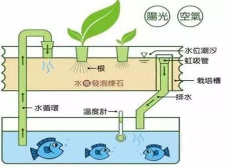 不用电的鱼缸水循环怎么做过滤