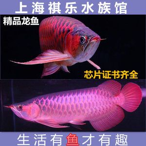 红龙鱼是观赏鱼吗：红龙鱼的饲养方法