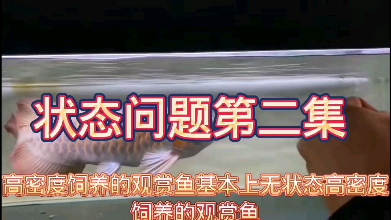 鱼儿没状态问题，第二集：[peifu],707882582评论 观赏鱼论坛