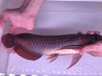 血红龙鱼能活多少年寿命：血红龙鱼的寿命及其影响因素 龙鱼百科 第2张