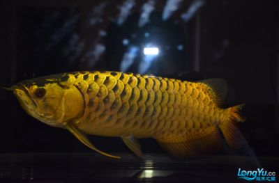 金龙鱼开什么颜色的灯好看点：金龙鱼开什么颜色的灯好看 龙鱼百科 第3张