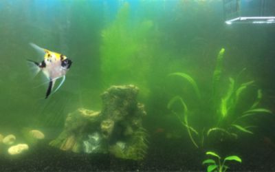 白条鱼能在鱼缸繁殖吗：白条鱼在鱼缸中繁殖需要注意一些事项