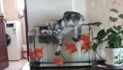 玻璃钢鱼缸寿命多长时间：如何延长鱼缸的寿命 鱼缸 第3张