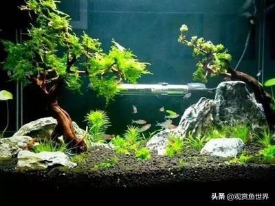 沉木放在鱼缸里水发黄会影响鱼吗：沉木在鱼缸中的作用 鱼缸百科 第1张