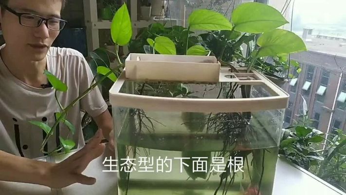 大圆鱼缸适合养水培植物吗 鱼缸百科 第3张