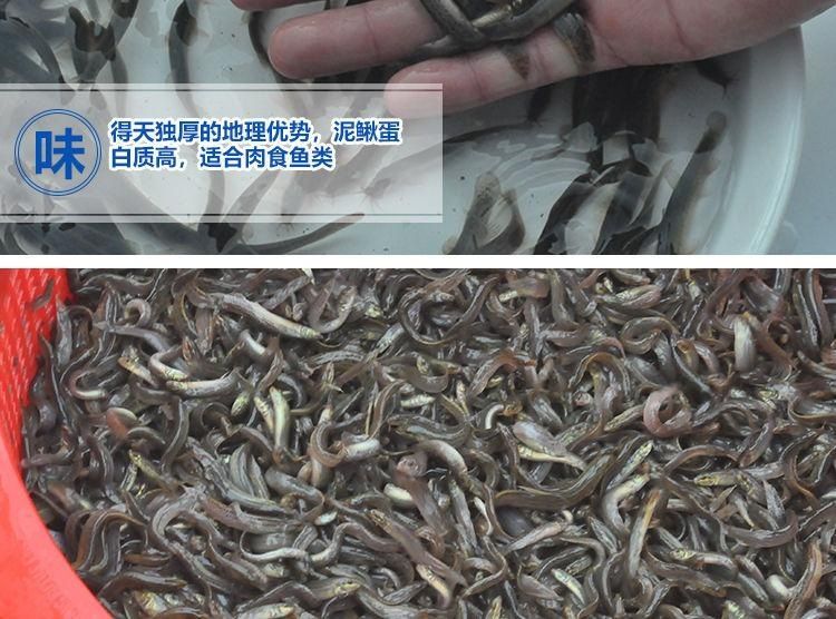 龙鱼喂养泥鳅好吗：给龙鱼喂养泥鳅好吗