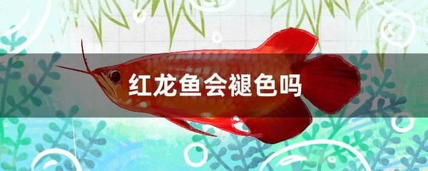 红龙鱼缺氧有什么症状：红龙鱼缺氧的症状