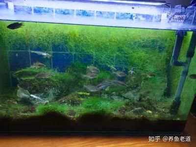 处理鱼缸青苔什么鱼最好：鱼缸青苔处理方法 鱼缸百科 第2张