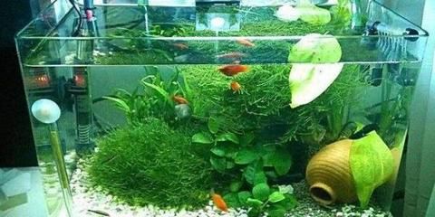 玻璃鱼缸养花：关于玻璃鱼缸养花的技巧和注意事项 鱼缸 第3张