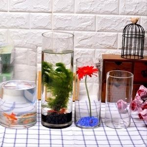 玻璃鱼缸养花：关于玻璃鱼缸养花的技巧和注意事项 鱼缸 第4张