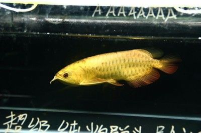 金头金龙鱼会掉色吗：金头金龙鱼的变色可能与遗传基因不稳定因素有关 龙鱼百科 第1张