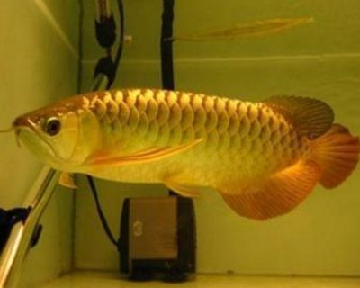 金头金龙鱼会掉色吗：金头金龙鱼的变色可能与遗传基因不稳定因素有关 龙鱼百科 第3张