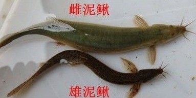 泥鳅段怎么处理喂龙鱼：喂食给龙鱼的泥鳅段怎么处理喂龙鱼 龙鱼百科 第1张