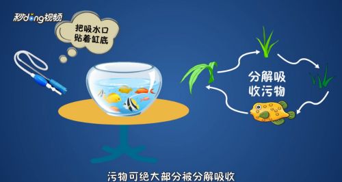 草缸怎么清理鱼缸粪便