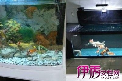 瓷器鱼缸适合养什么鱼：如何在陶瓷鱼缸中养鱼 鱼缸 第1张