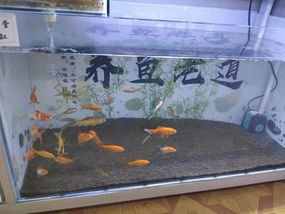 瓷器鱼缸适合养什么鱼：如何在陶瓷鱼缸中养鱼 鱼缸 第4张