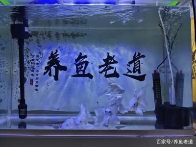 大鱼水族鱼缸怎么养活 鱼缸百科 第3张