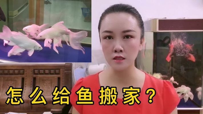 搬家怎么搬鱼缸和水盆：如何搬运鱼缸和水盆 鱼缸百科 第1张