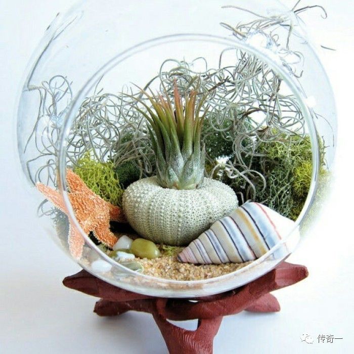 玻璃鱼缸种什么植物最好：在玻璃鱼缸中种植植物需要综合考虑条件以及植物的特性