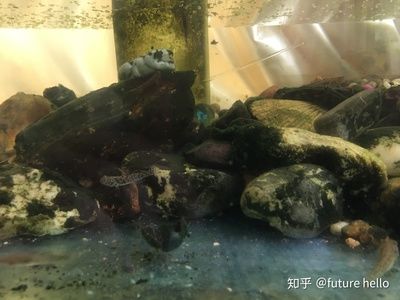 家里鱼缸养黑色的鱼好吗 鱼缸风水 第2张