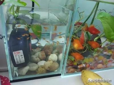 家中小型鱼缸养什么鱼好养活：适合家中小型鱼缸养护的鱼类 鱼缸风水 第1张