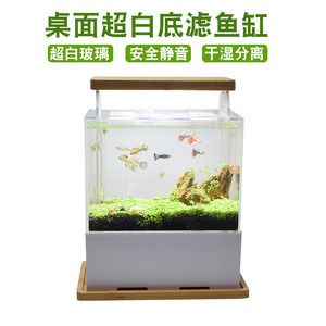 白底鱼缸适合养什么植物：哪些水生植物适合在鱼缸中种植？ 鱼缸百科 第1张