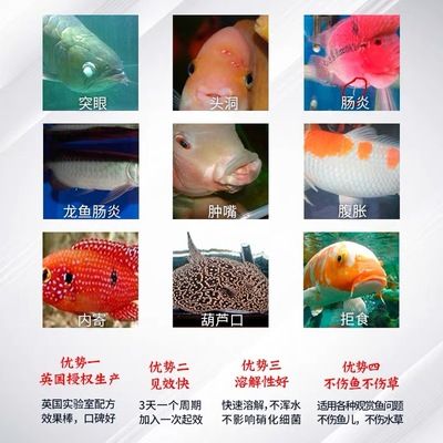 大白片可以直接放鱼缸里吗：大白片使用方法和注意事项 鱼缸百科 第3张