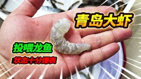 喂龙鱼的虾需要剥壳吗：喂食龙鱼时需要剥壳吗喂龙鱼的虾需要剥壳吗 龙鱼百科 第2张