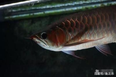 龙鱼一次喂几条大麦虫：喂食龙鱼的大麦虫应该被视为零食而不是主食，而不是主食 龙鱼百科 第3张