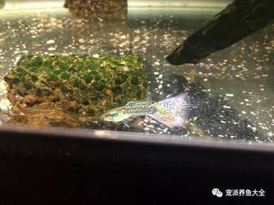 家养鱼缸怎么换水 鱼缸风水 第3张