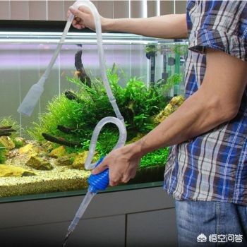 家养鱼缸怎么换水 鱼缸风水 第2张