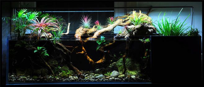 大型南美鱼缸造景设计方案：南美鱼缸造景植物的选择