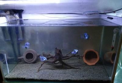 家用鱼缸鱼喂什么鱼：适合家用鱼缸喂养的几种鱼类 鱼缸风水 第3张