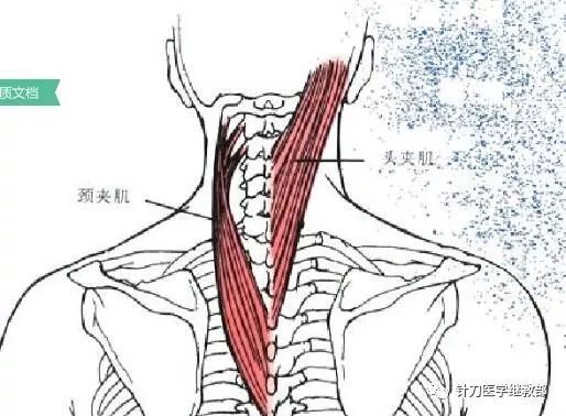 龙鱼头朝下尾巴朝上怎么治：龙鱼头朝下尾巴朝上怎么办 龙鱼百科 第1张