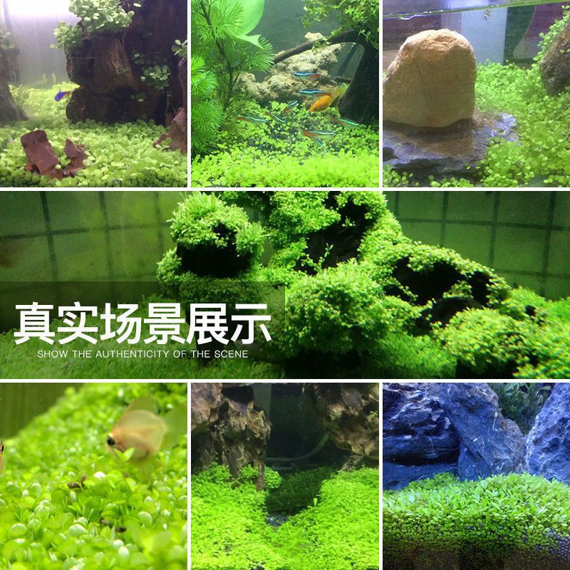 家庭鱼缸水草：家庭鱼缸中的水草养护的关键点：水草的养护技巧