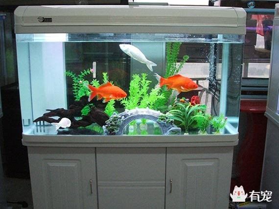 大鱼鱼缸怎么布景：大鱼鱼缸布景方法 鱼缸 第3张