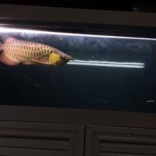 金龙鱼用什么灯光好养：金龙鱼饲养中灯光的选择和使用 龙鱼百科 第3张