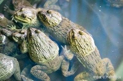 家庭鱼缸能养黑鱼吗：家庭养鱼的风水禁忌 鱼缸风水 第3张