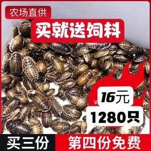 龙鱼只吃蟑螂能改变回来吗：龙鱼只吃蟑螂能改变吗 龙鱼百科 第1张