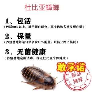 龙鱼只吃蟑螂能改变回来吗：龙鱼只吃蟑螂能改变吗