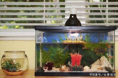 家里鱼缸放哪里风水好一点：家庭鱼缸摆放位置 鱼缸风水 第1张