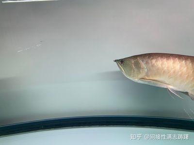 龙鱼眼睛下垂怎么治疗：龙鱼眼睛下垂怎么办