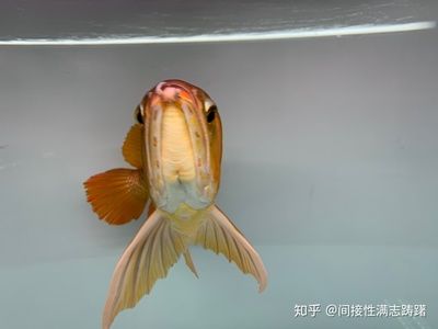 龙鱼眼睛下垂怎么治疗：龙鱼眼睛下垂怎么办 龙鱼百科 第1张