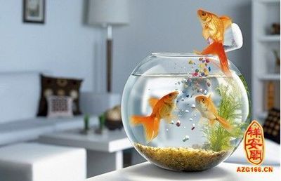 家里放两个鱼缸好吗风水：家里放两个鱼缸在风水上有什么讲究？