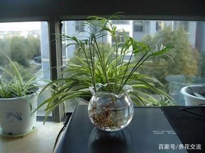 家庭鱼缸适合养什么植物：家庭水培植物的养护技巧 鱼缸风水 第2张