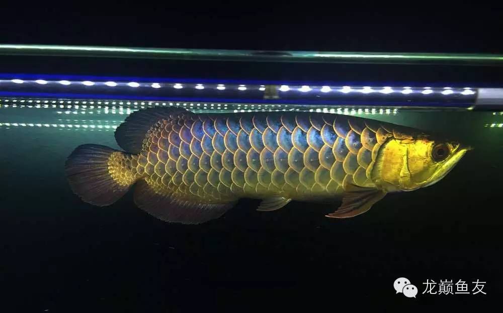 古典过背金龙鱼用什么灯光：古典过背金龙鱼灯光选择的建议