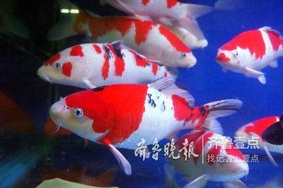 家庭鱼缸如何养锦鲤鱼：家庭鱼缸如何养殖锦鲤鱼 鱼缸风水 第2张